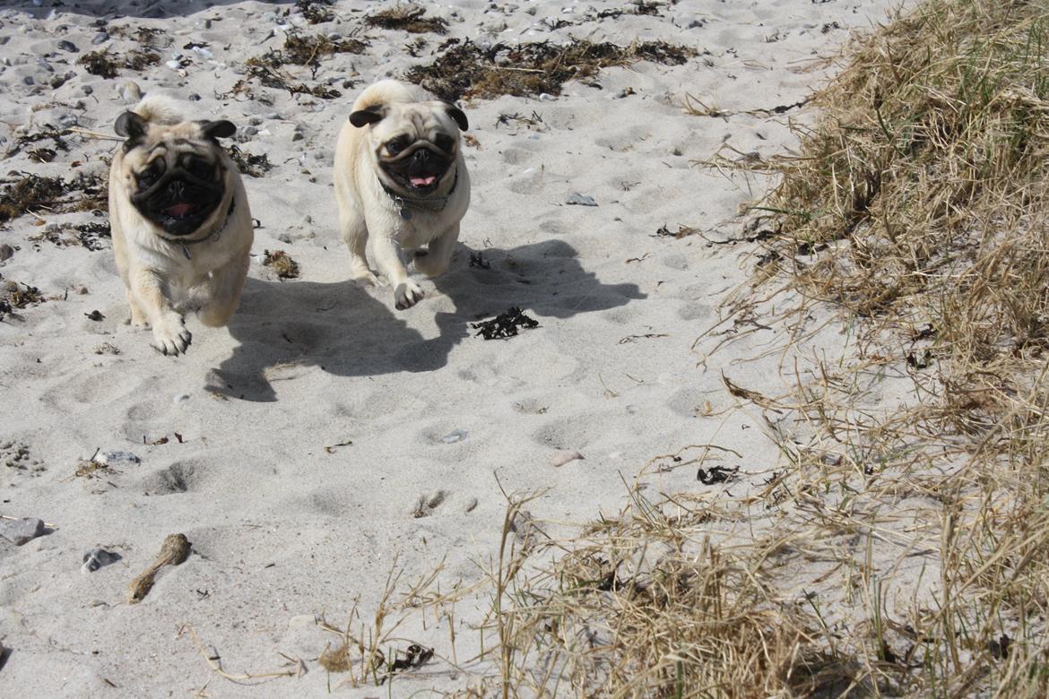 Mops Must Have James Dean billede 21