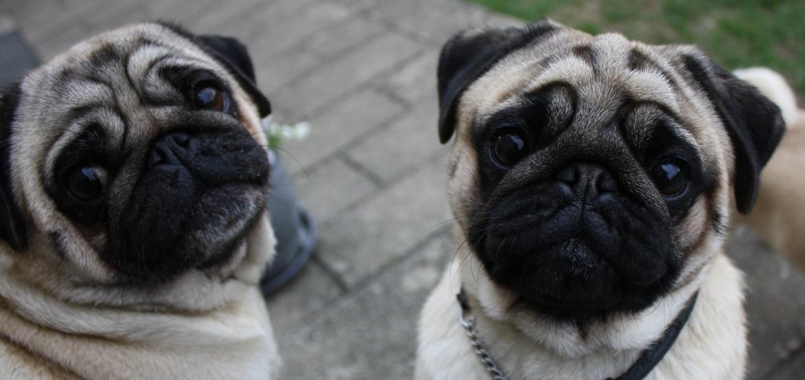 Mops Must Have James Dean billede 22