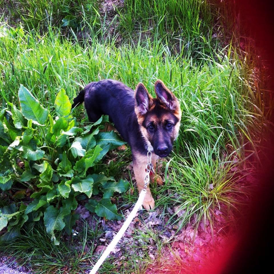 Schæferhund Jolly billede 9