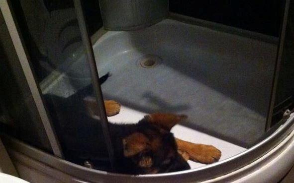 Schæferhund Jolly billede 10