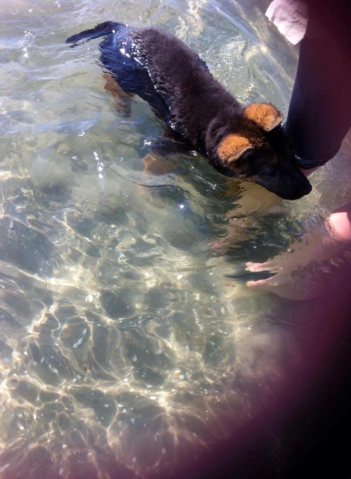 Schæferhund Jolly billede 12