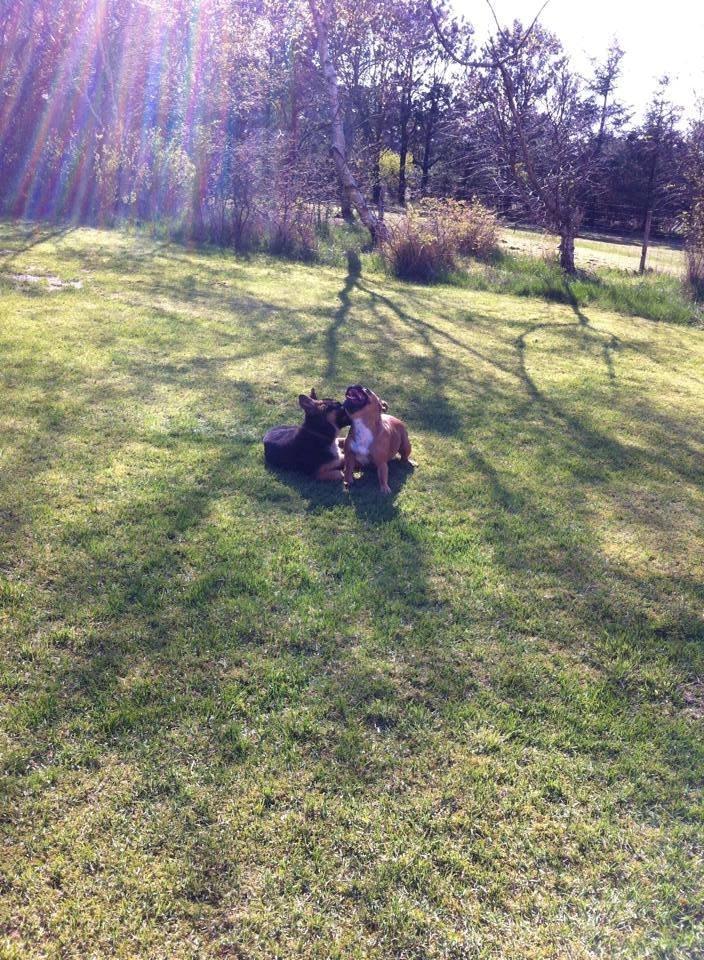 Schæferhund Jolly billede 13