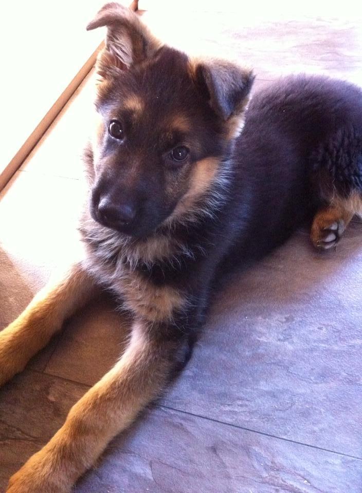 Schæferhund Jolly billede 14