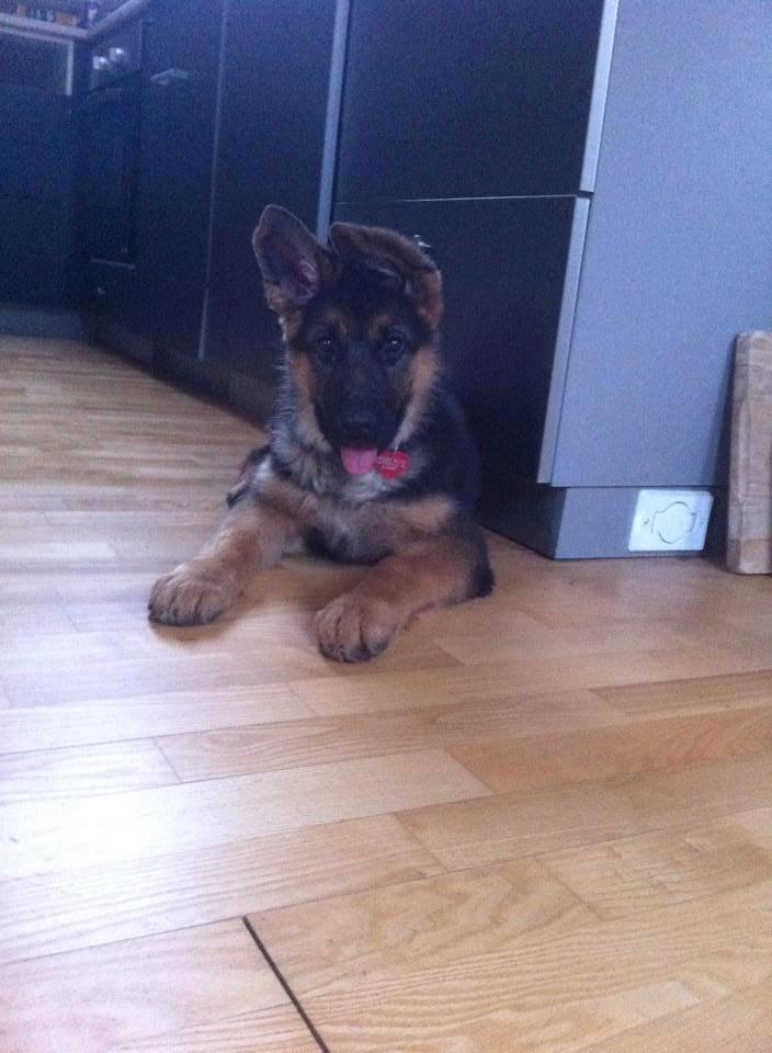 Schæferhund Jolly billede 15