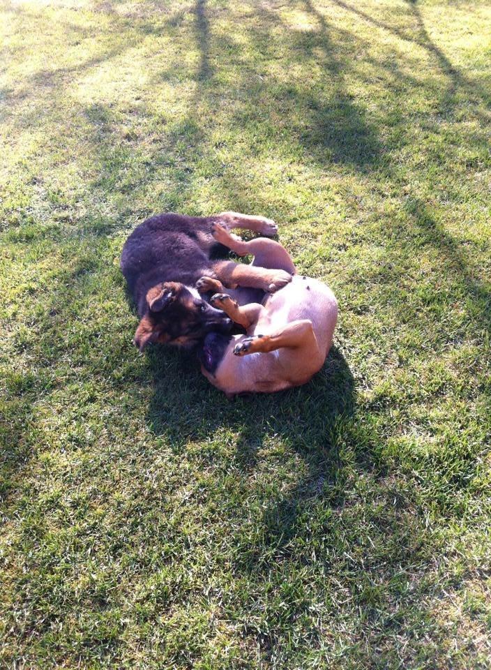 Schæferhund Jolly billede 16