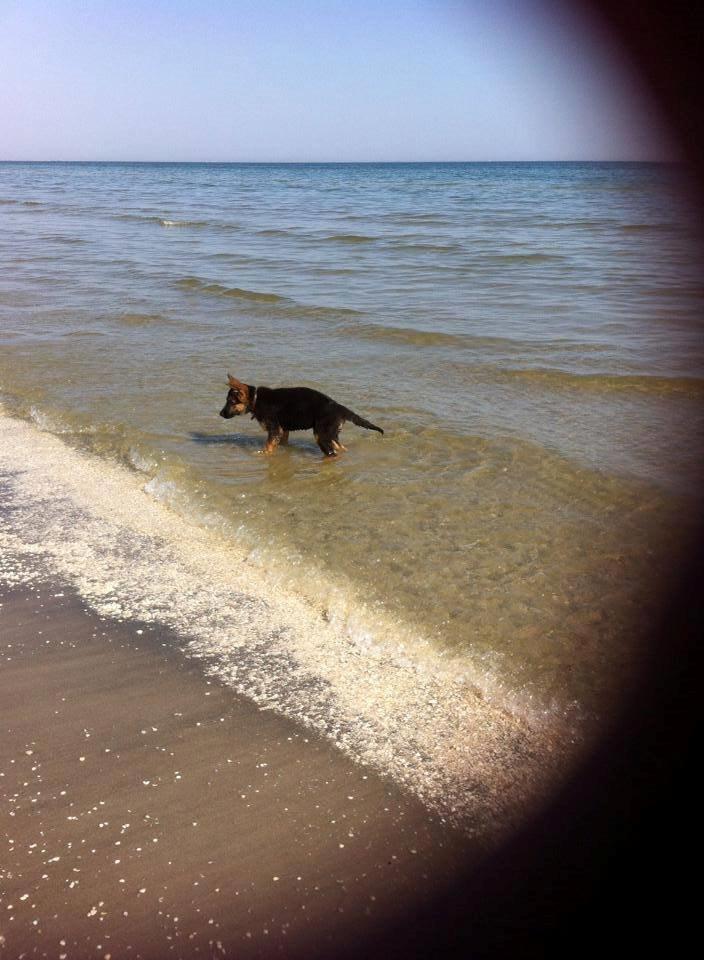 Schæferhund Jolly billede 17