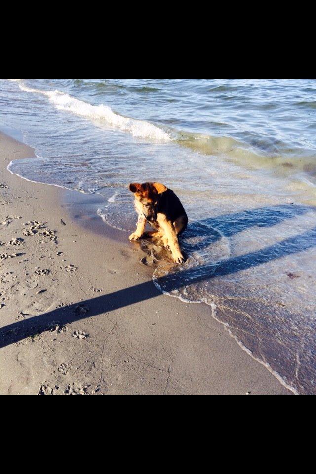 Schæferhund Jolly billede 18