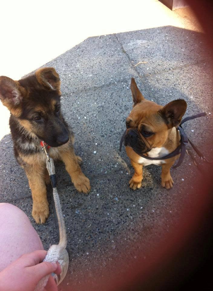 Schæferhund Jolly billede 19