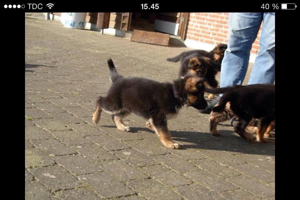 Schæferhund Jolly billede 20