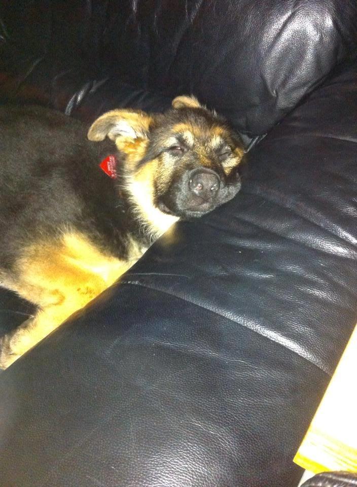 Schæferhund Jolly billede 21