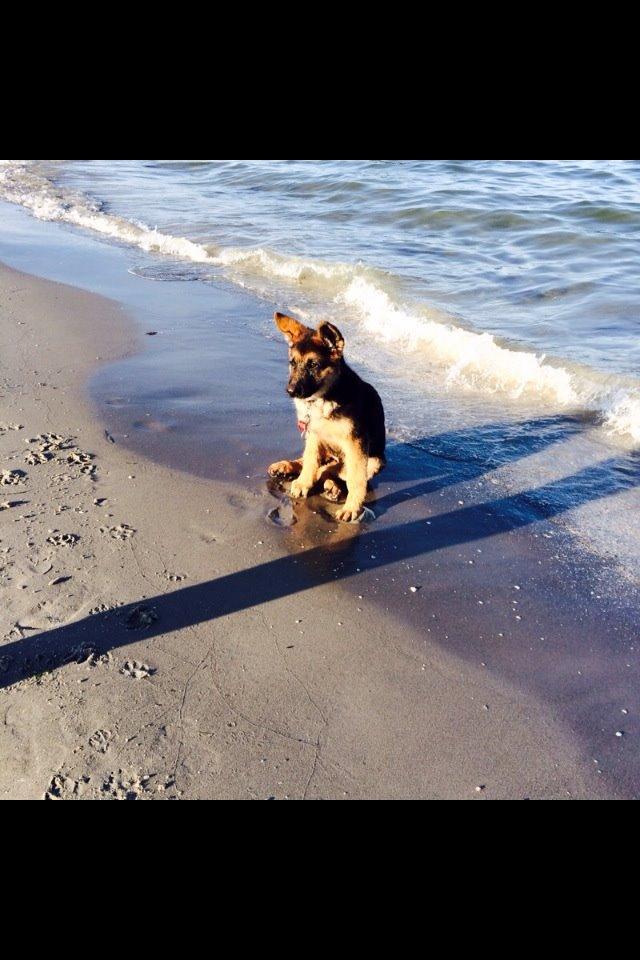 Schæferhund Jolly billede 22