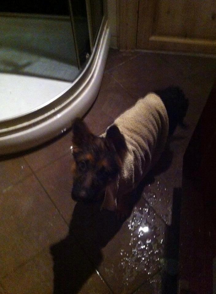 Schæferhund Jolly billede 11