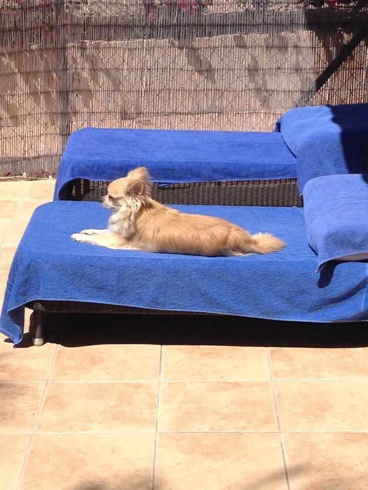 Chihuahua "Big" Mac billede 25