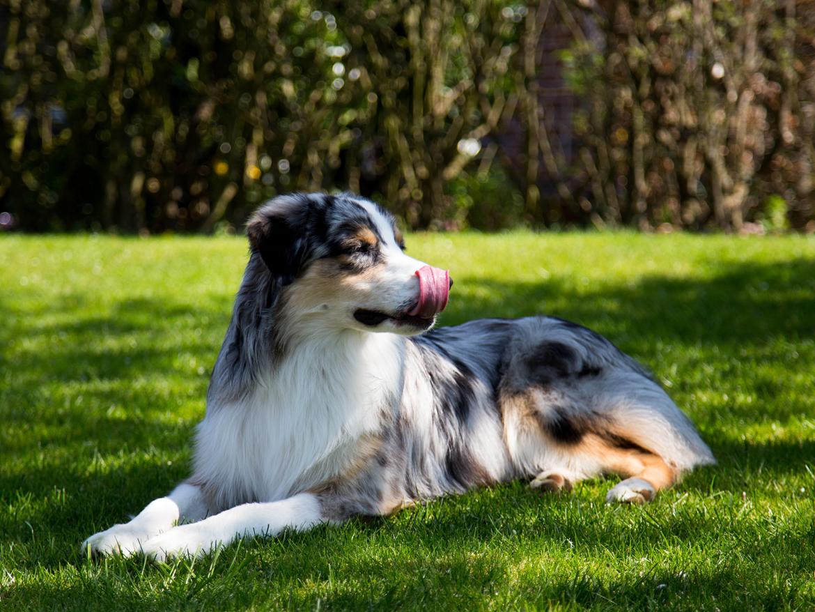 Australian shepherd Aston billede 2