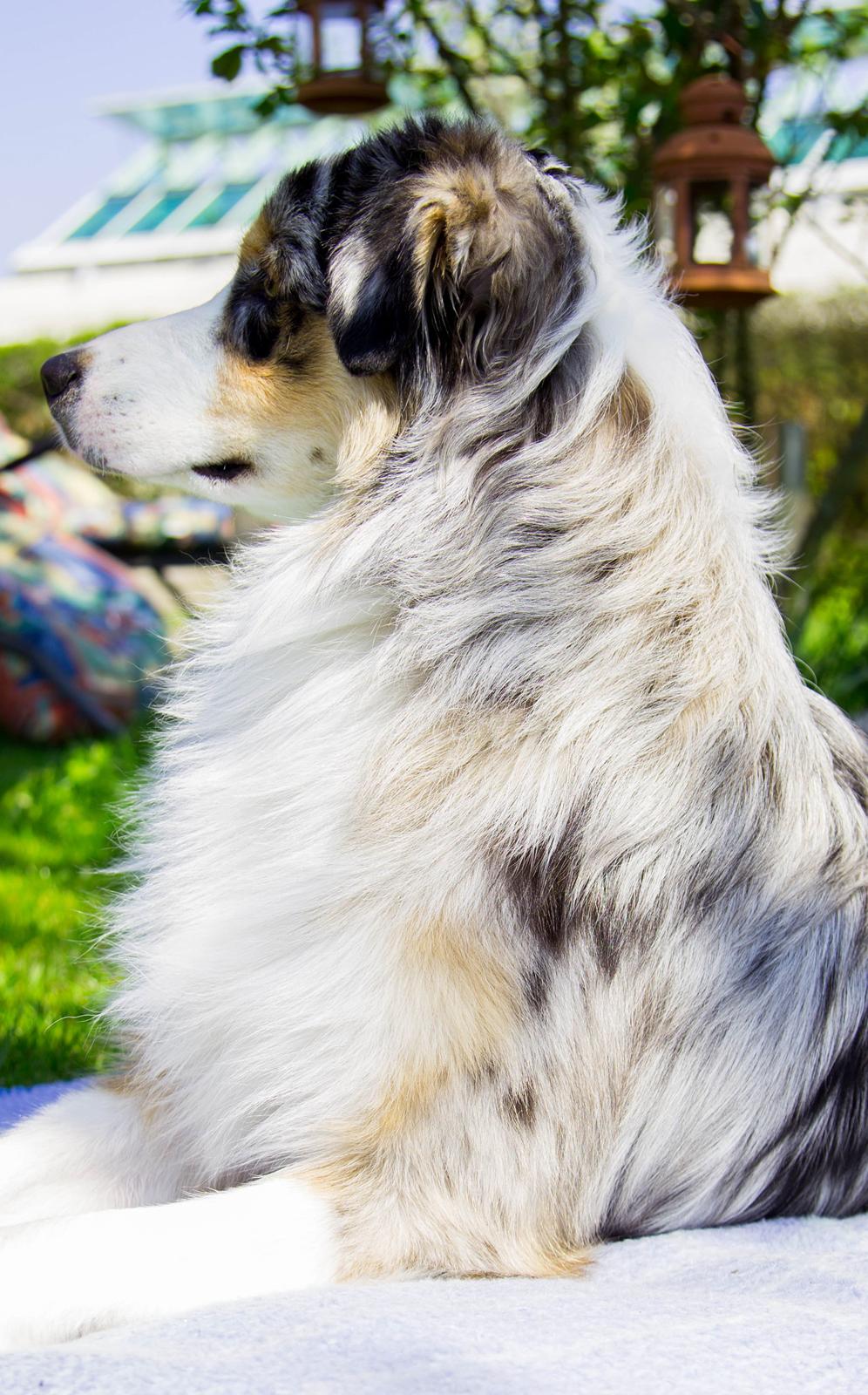 Australian shepherd Aston - 10 Måneder billede 14