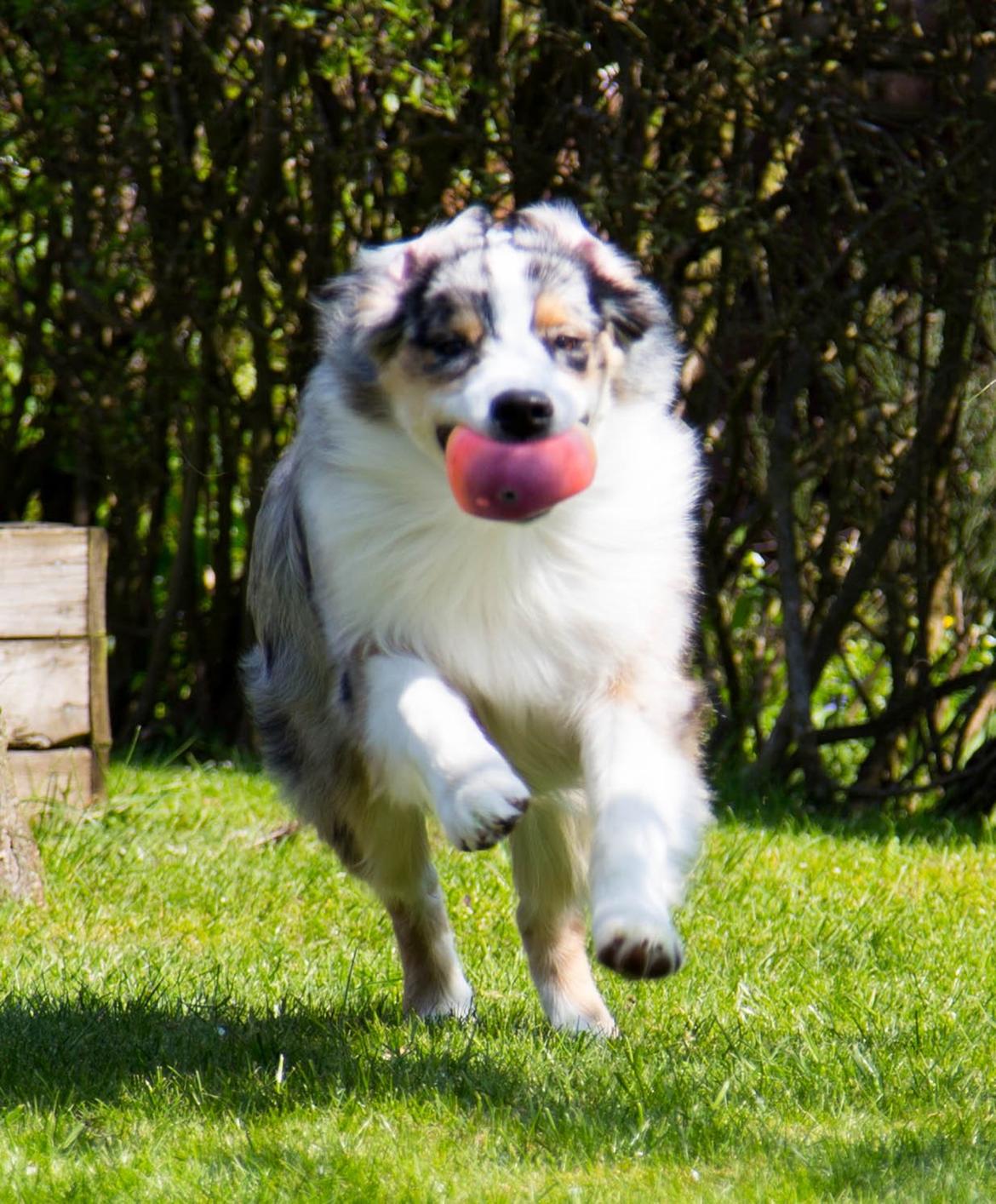 Australian shepherd Aston billede 17