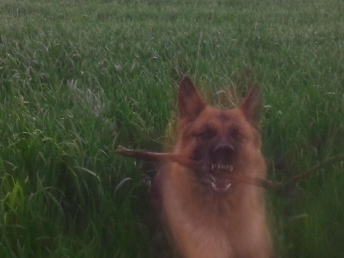 Schæferhund Ara - smile! billede 15