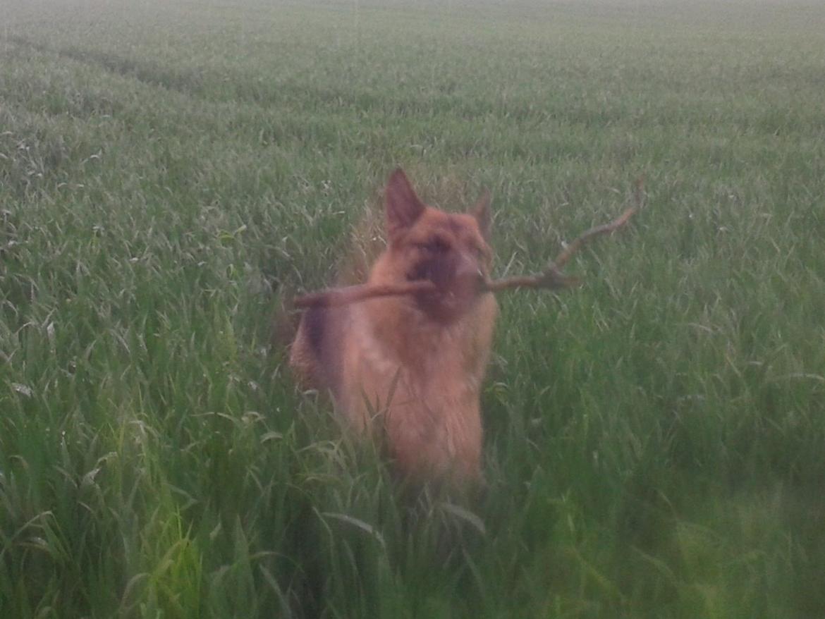 Schæferhund Ara - Jeg kommer! billede 16