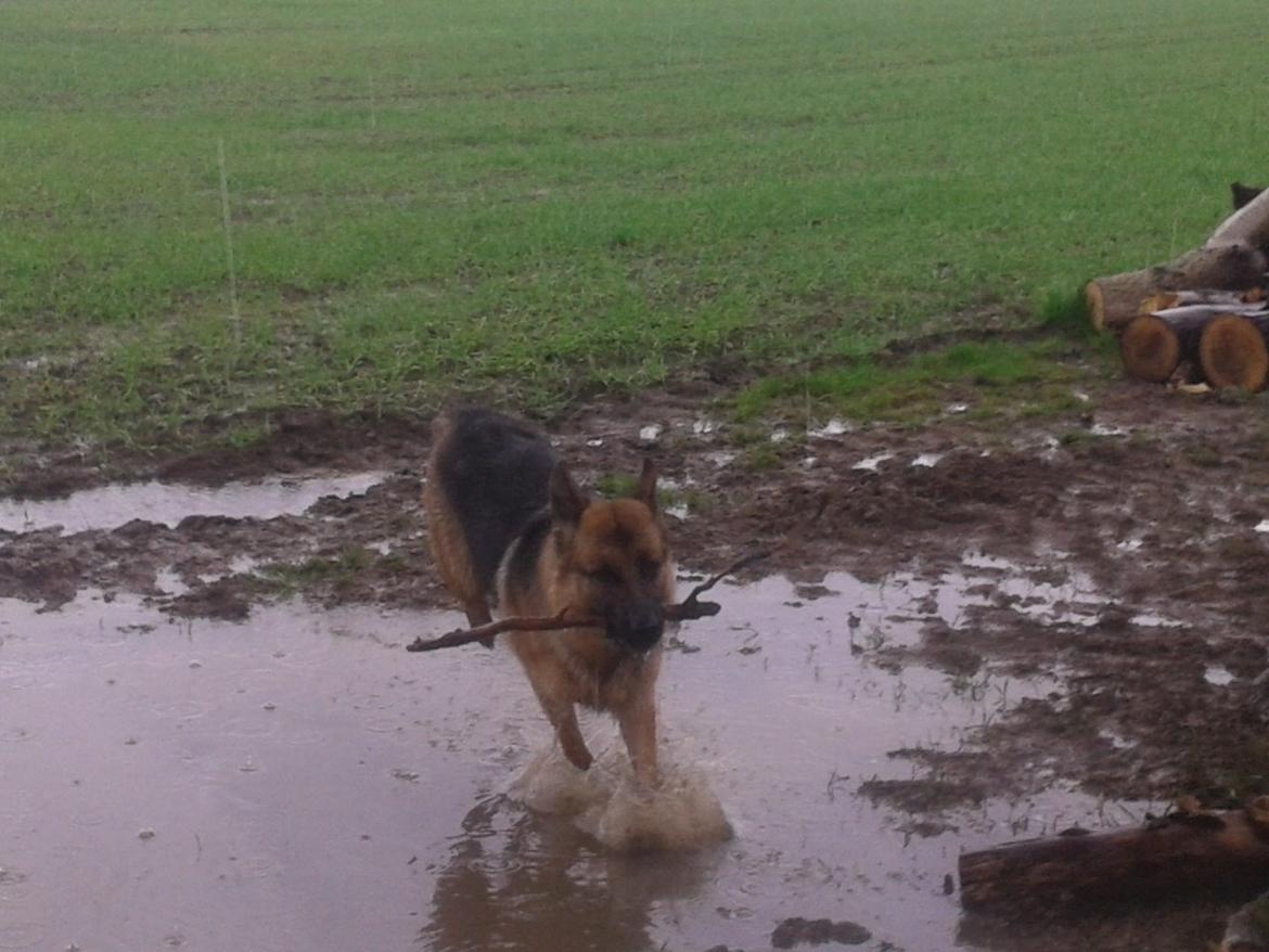 Schæferhund Ara - Over vandet i fuld fart! billede 17