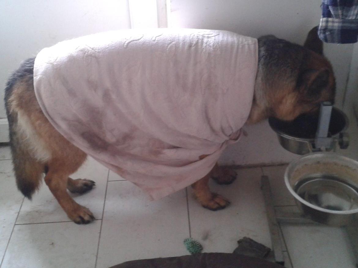Schæferhund Ara - Aaaah, dejligt med et håndklæde efter alt det regnvejr! :) billede 19