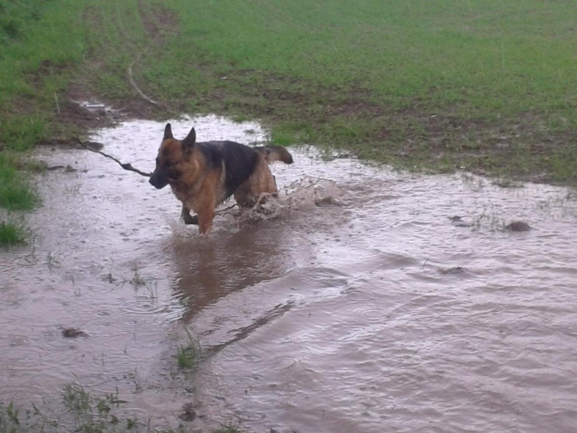 Schæferhund Ara - Uha jeg blev våd på poterne og våd på ryggen- det regner! billede 18