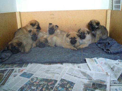 Blanding af racer Luna billede 10