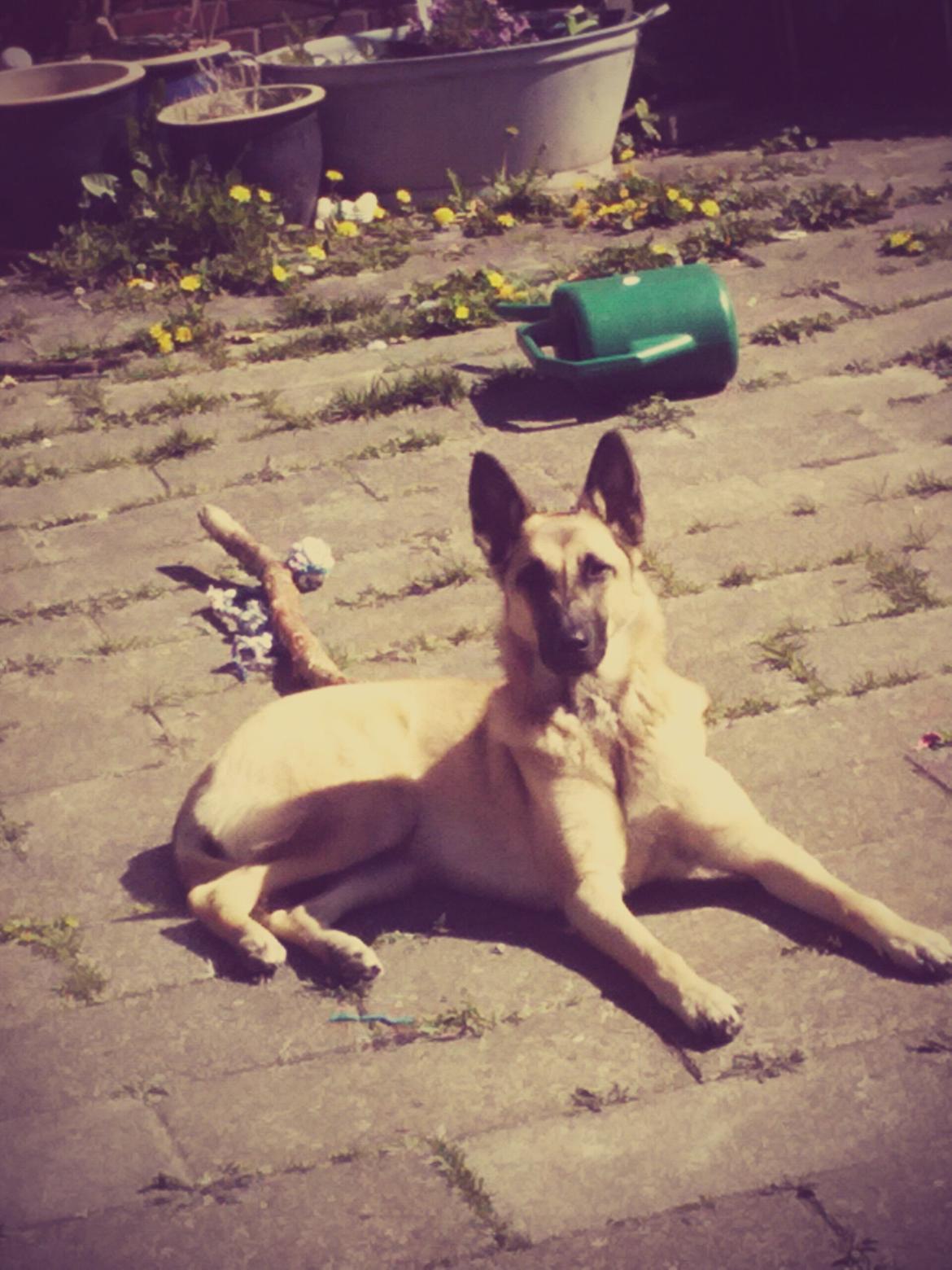 Blanding af racer Luna billede 1