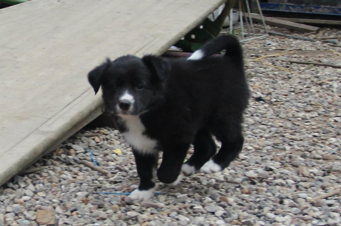Border collie Panda billede 18