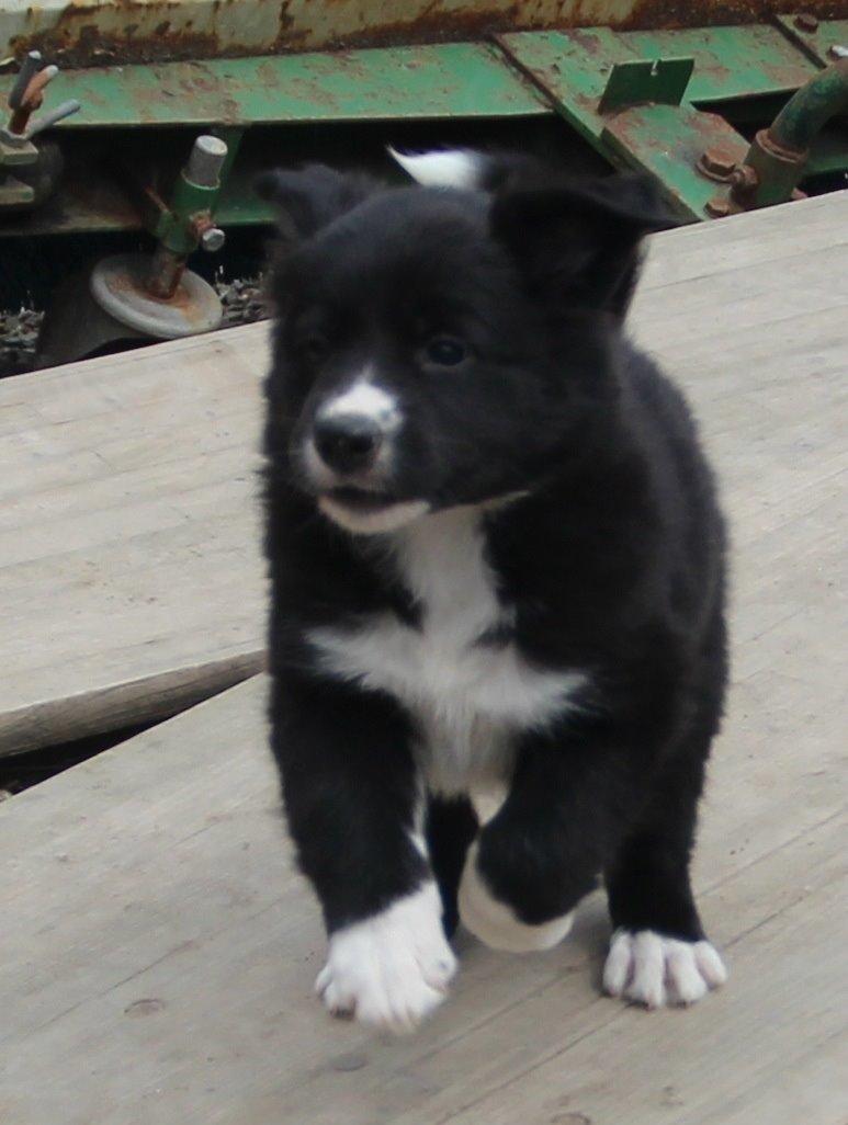 Border collie Panda billede 11