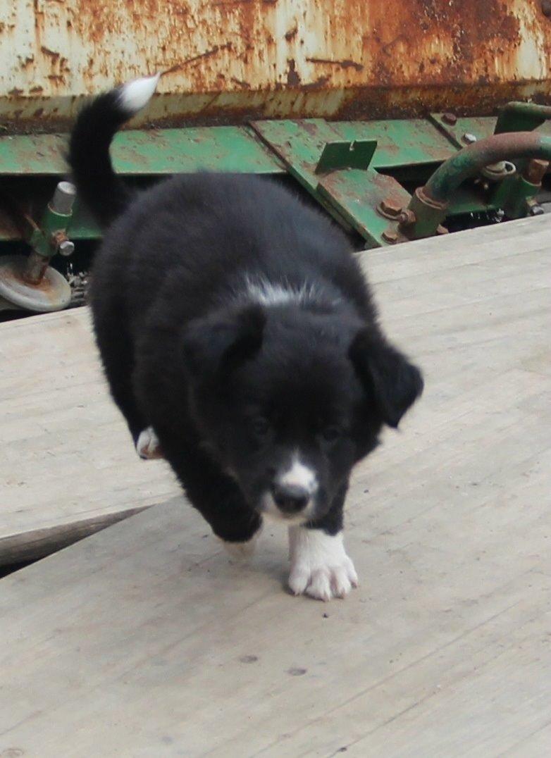 Border collie Panda billede 15