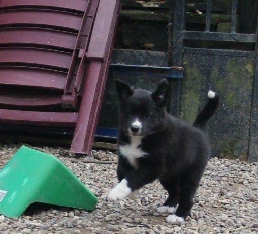 Border collie Panda billede 10