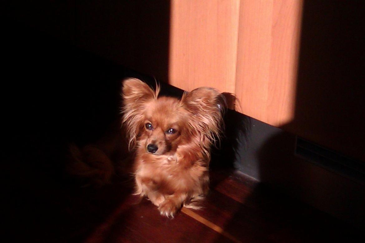 Blanding af racer Lady billede 1