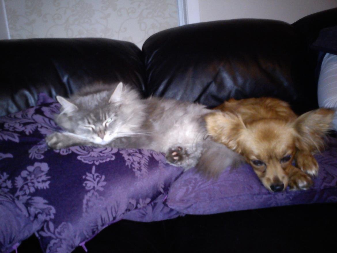 Blanding af racer Lady billede 2