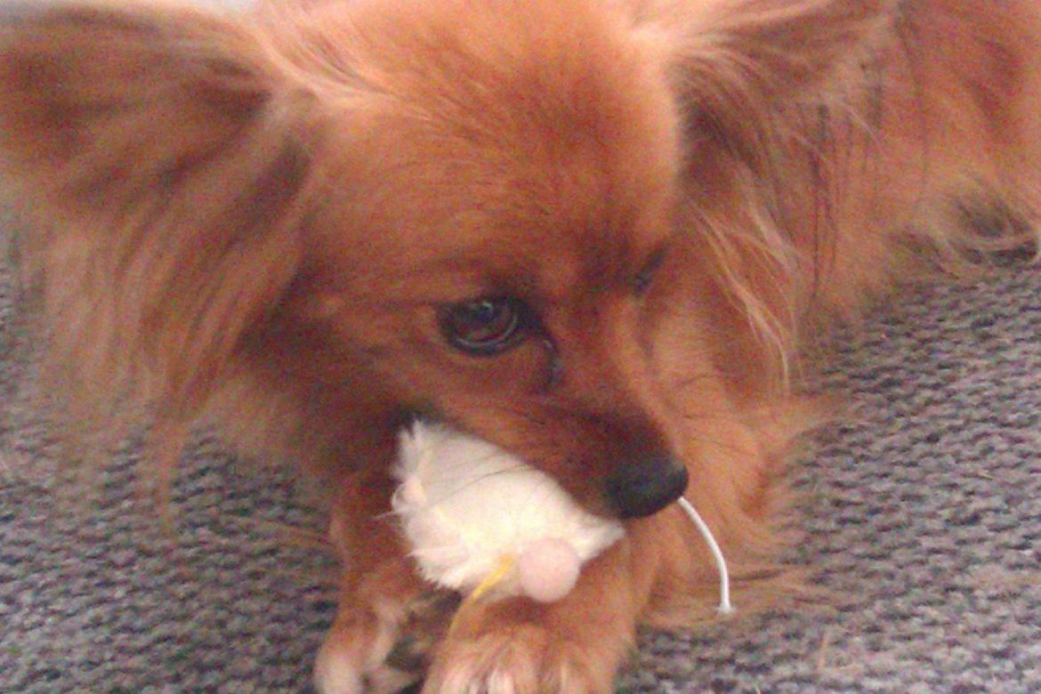 Blanding af racer Lady billede 3