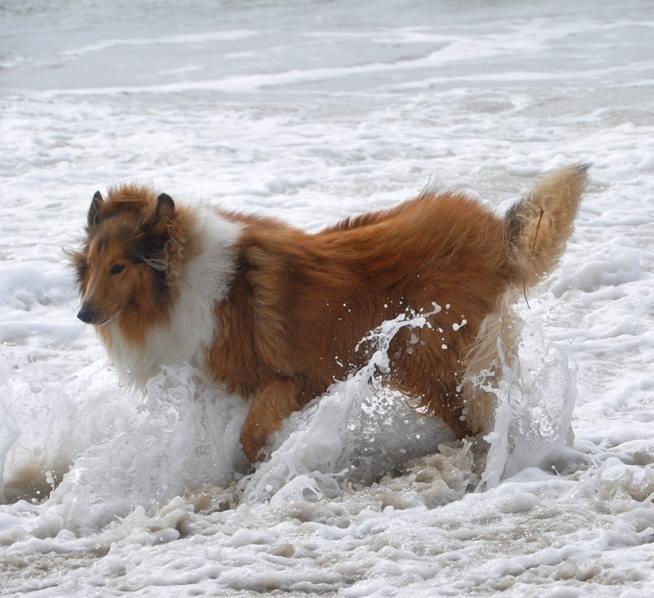 Collie langhåret Lassie billede 1