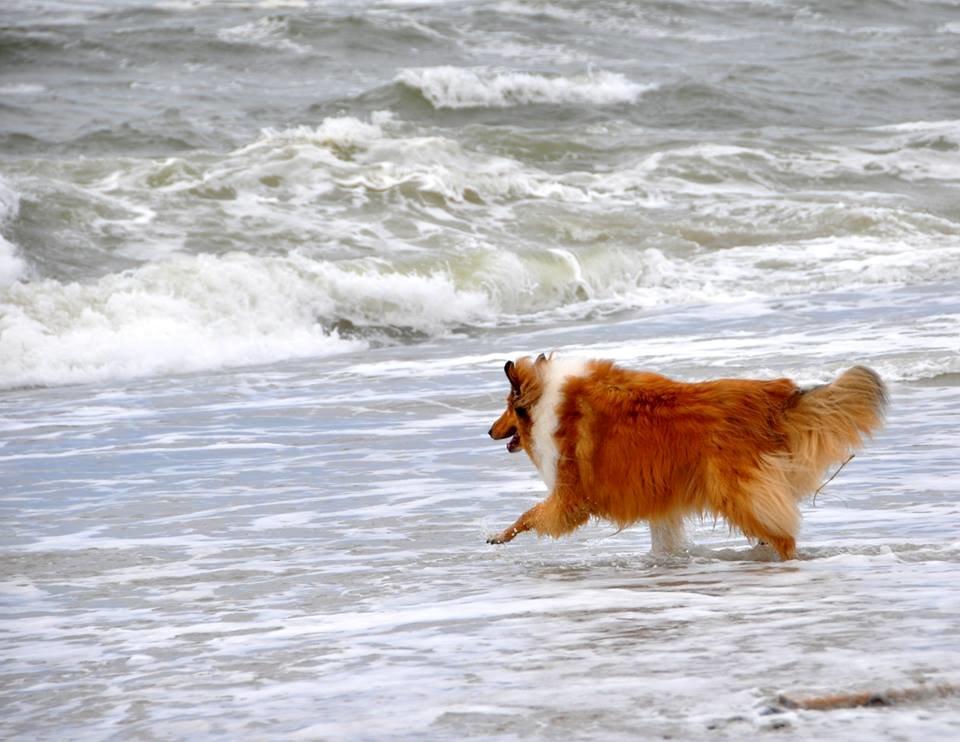 Collie langhåret Lassie billede 2