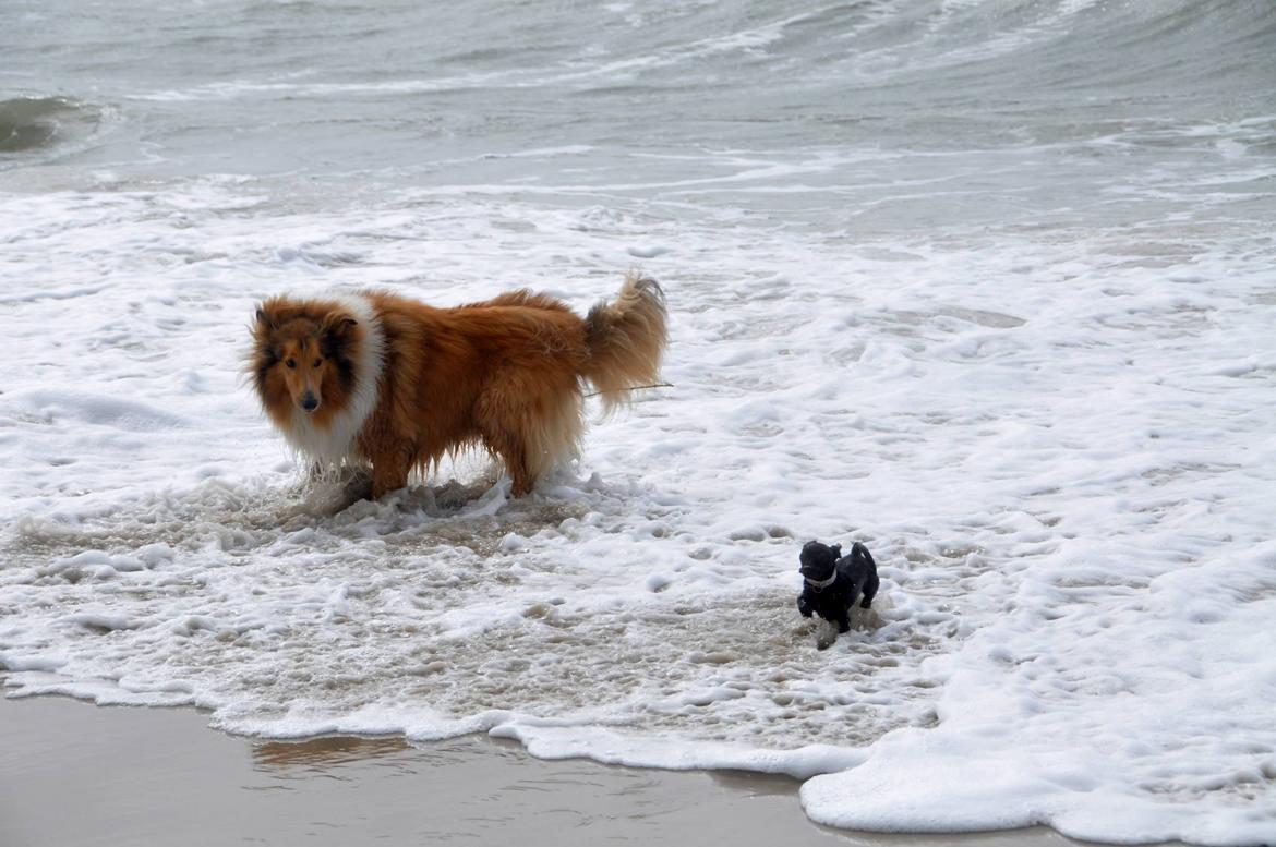 Collie langhåret Lassie billede 3
