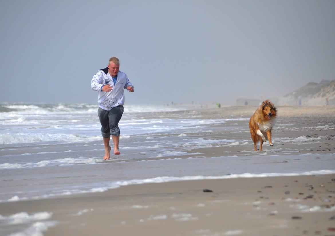 Collie langhåret Lassie billede 4