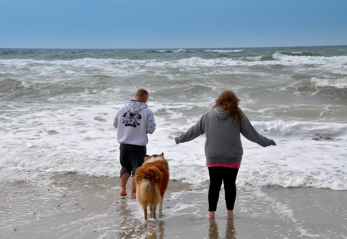 Collie langhåret Lassie billede 5
