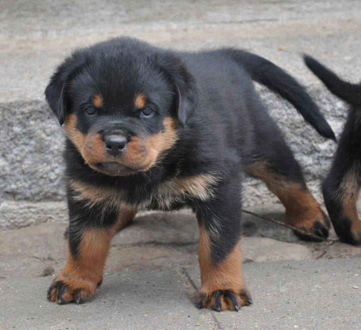 Rottweiler Heitah´s Venedi billede 4
