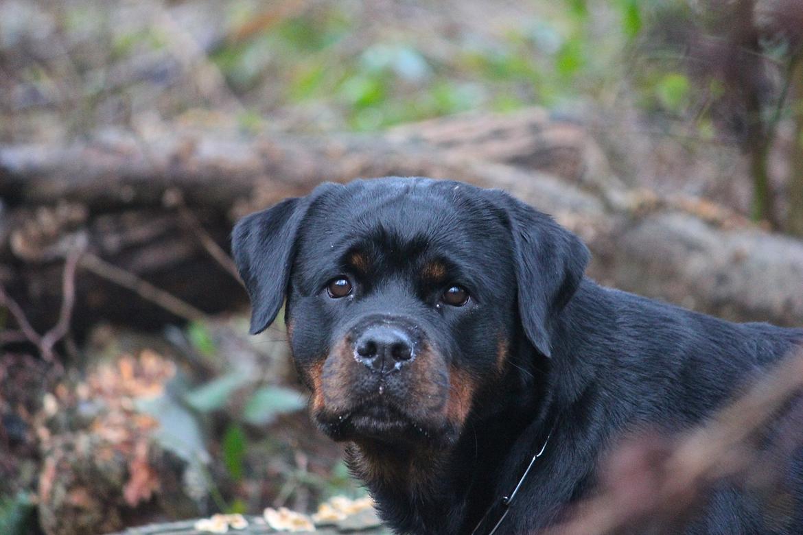 Rottweiler Heitah´s Venedi billede 6