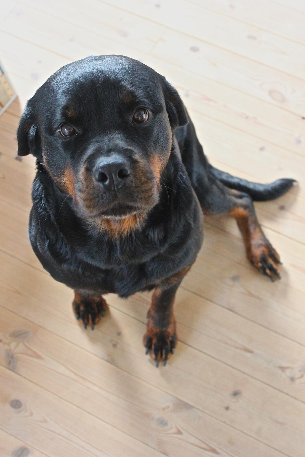 Rottweiler Heitah´s Venedi billede 17