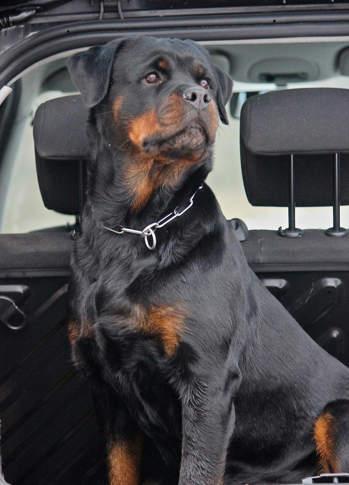 Rottweiler Heitah´s Venedi billede 2