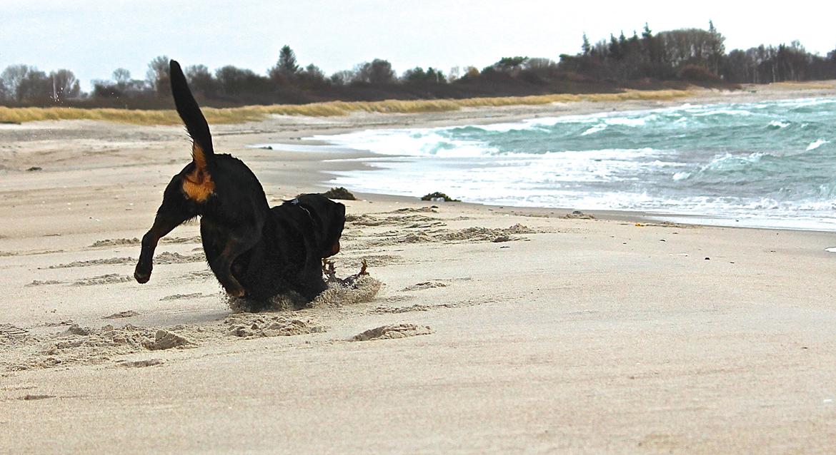 Rottweiler Heitah´s Venedi billede 18