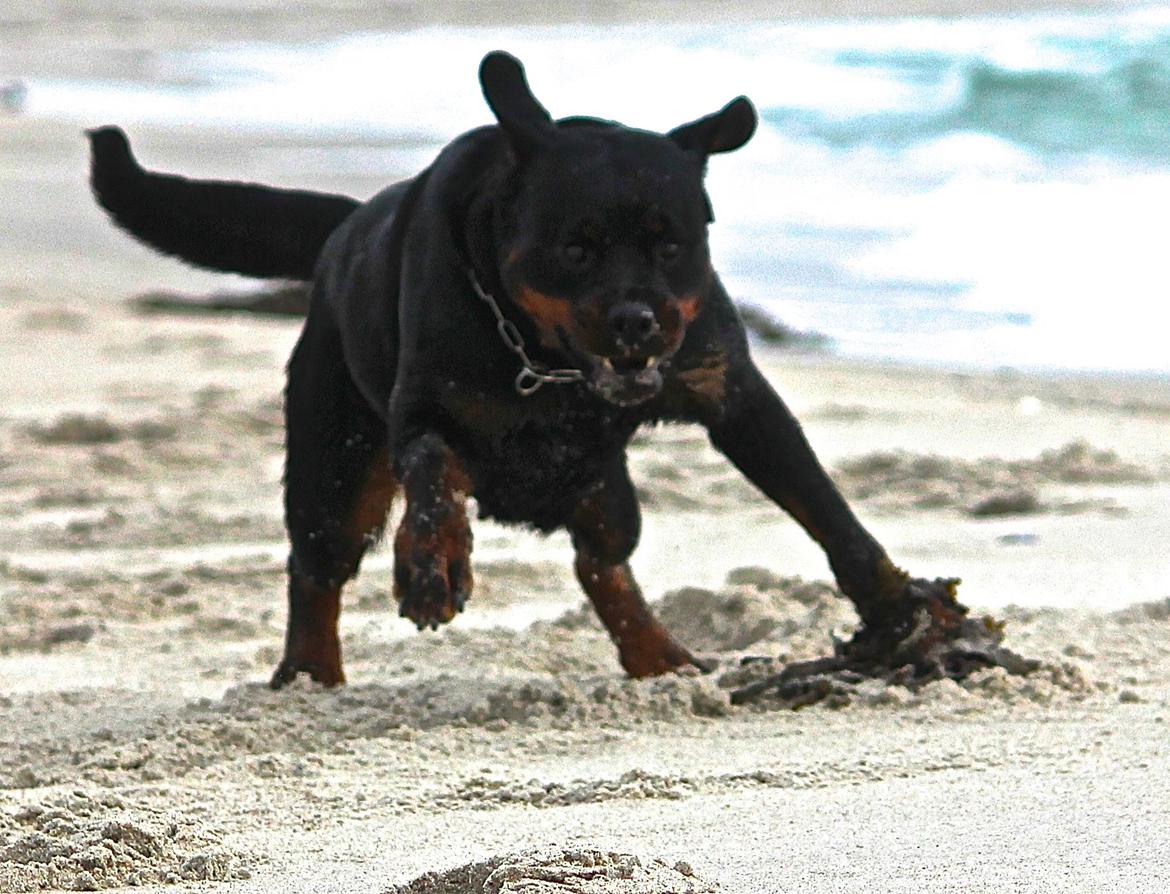 Rottweiler Heitah´s Venedi billede 19