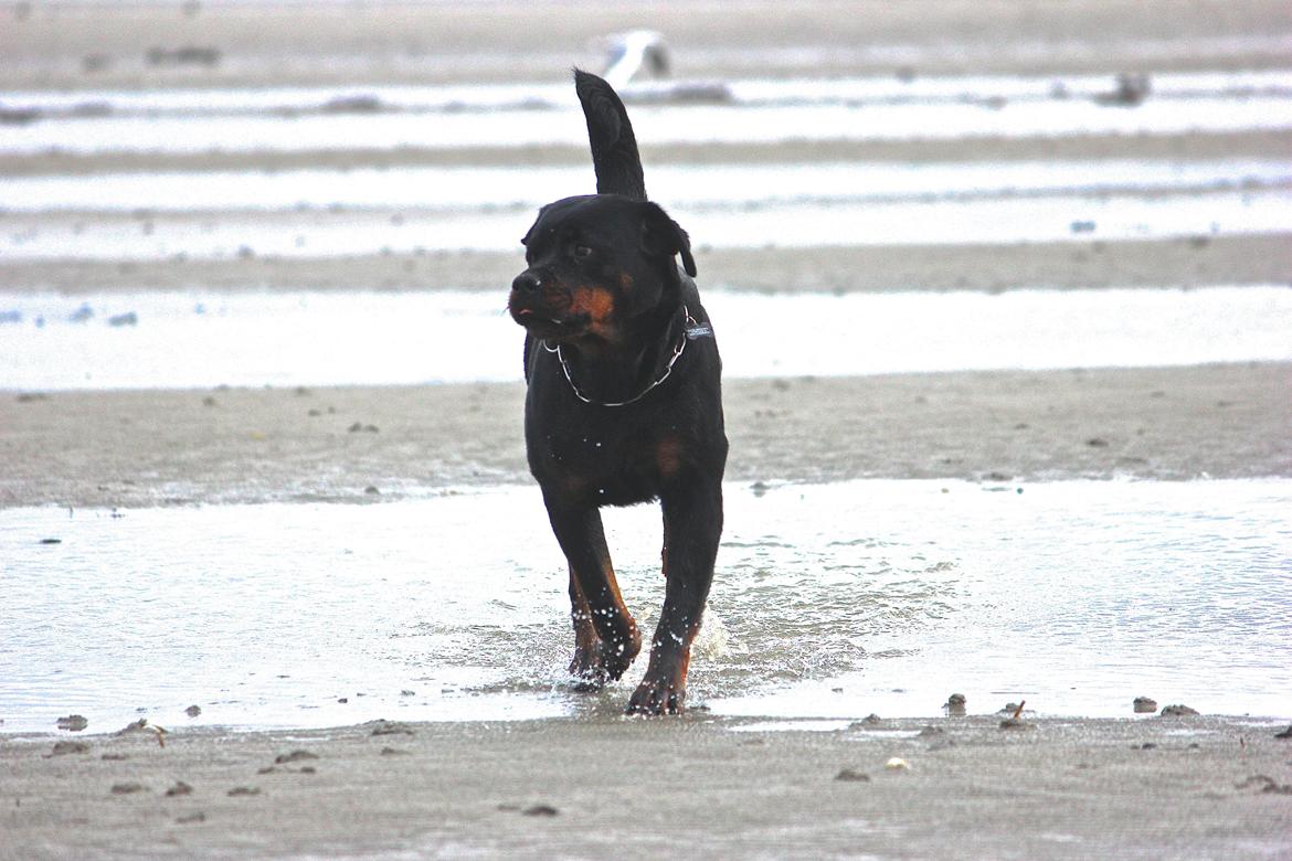 Rottweiler Heitah´s Venedi billede 20