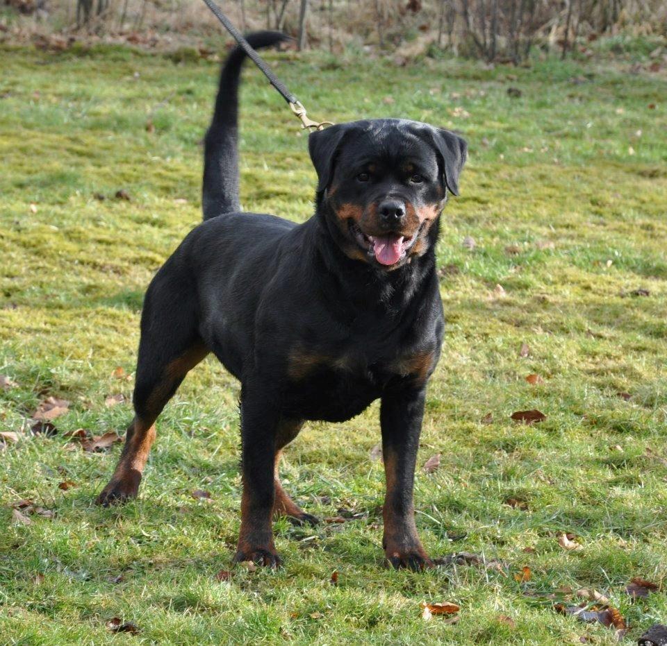 Rottweiler Heitah´s Venedi billede 5