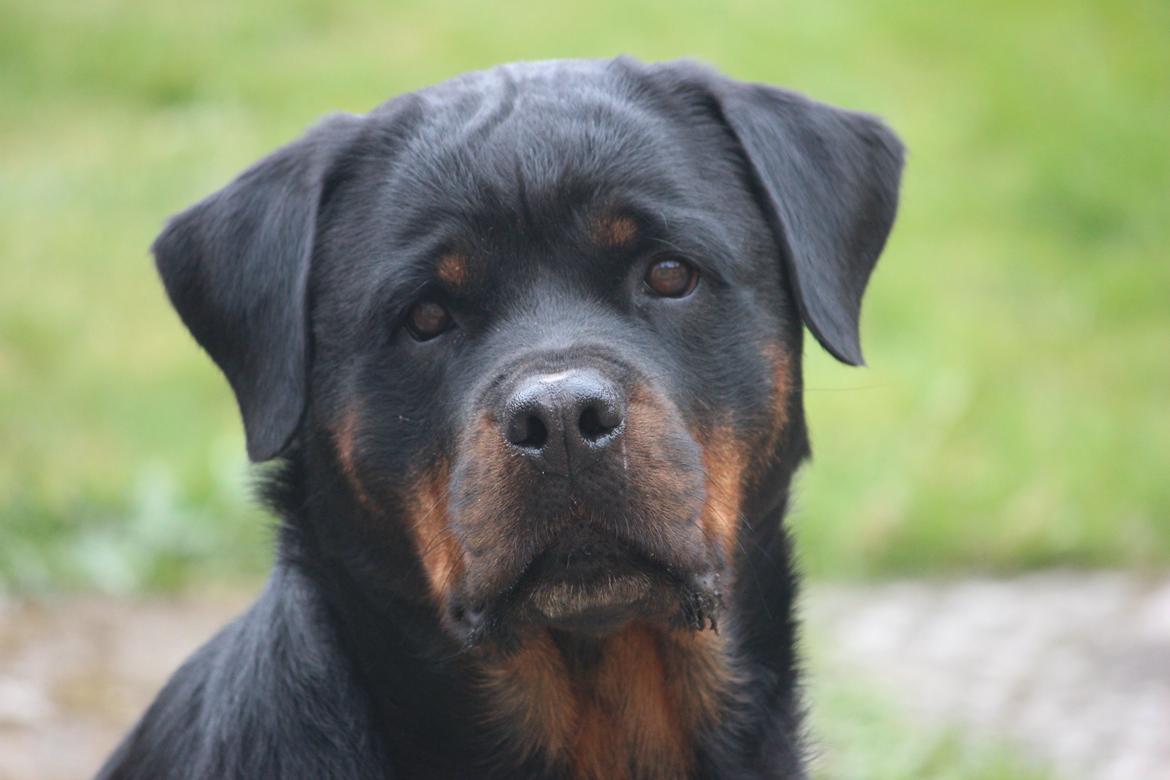 Rottweiler Heitah´s Venedi billede 1