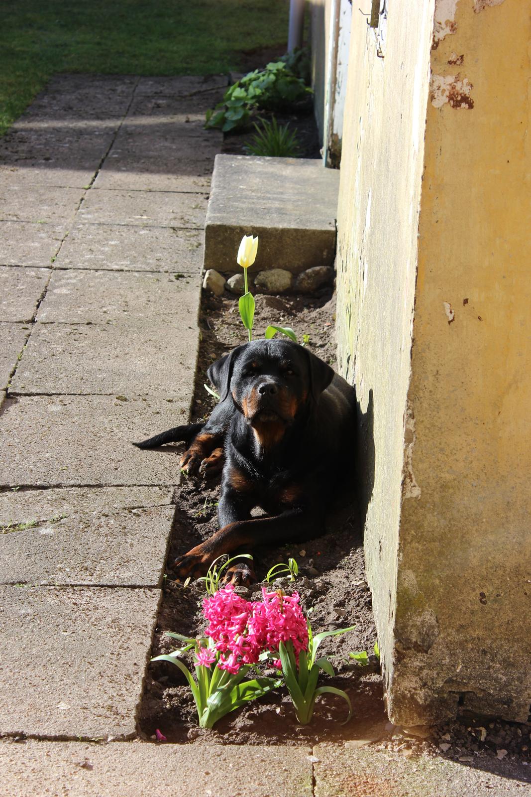 Rottweiler Heitah´s Venedi billede 21