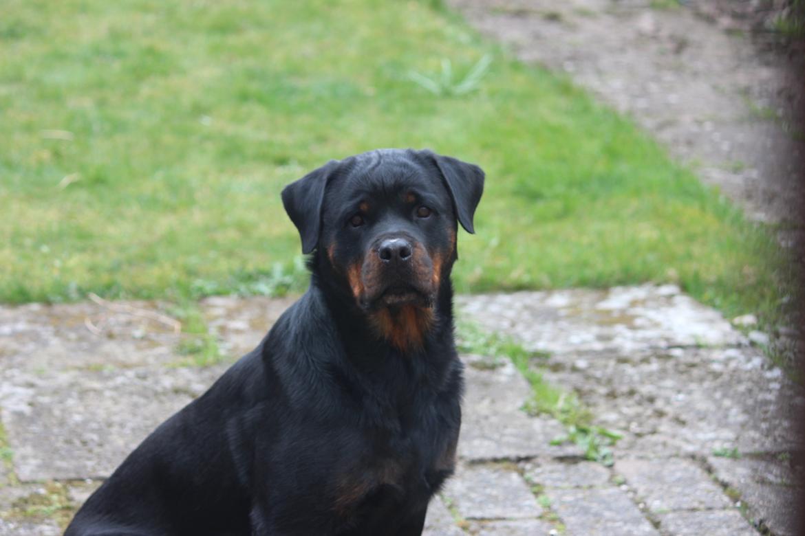 Rottweiler Heitah´s Venedi billede 8